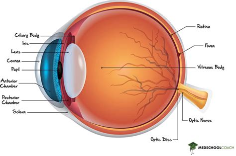 The eye.